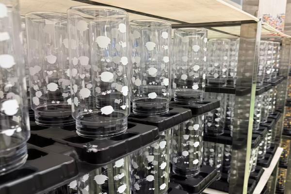 Blow Molding Workshop